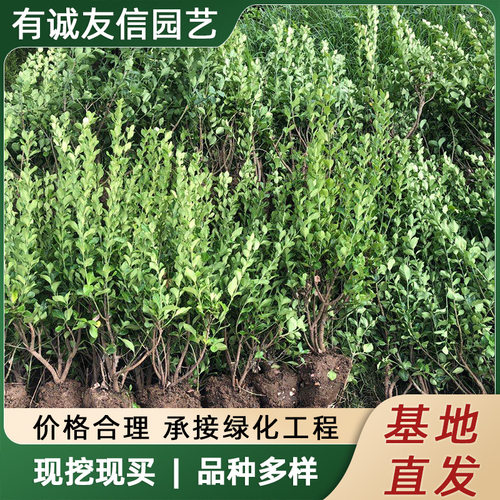 Hollygreenplantsfencessee