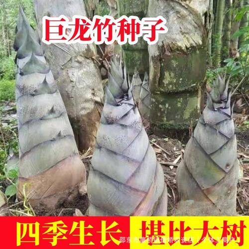 Giant Dragon Bamboo Edible Bamboo Shoots Large Nanzhu Everg