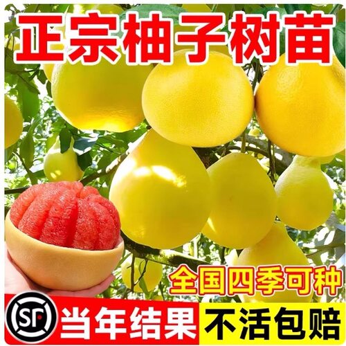 Pomelosaplingsfruittreesf
