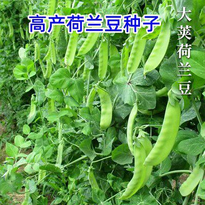 Dutch bean sprouts, sweet old products, peas, stems, large