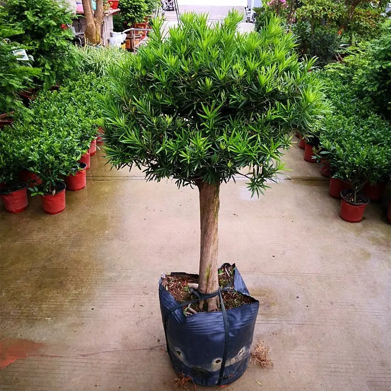 Podocarpus roseus potted landscape, old stump, sapling shap
