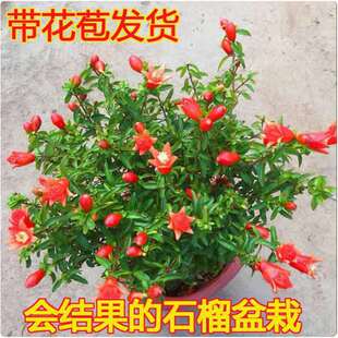 Pomegranate flower pot, bonsai, fruit sapling, indoor with