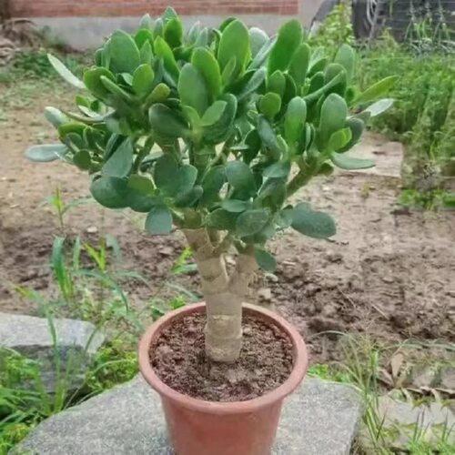 YushuPotOldPileBonsaiLar