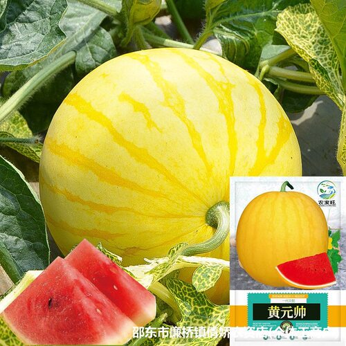 Yellow skin red meat Yellow Marshal no watermelon original