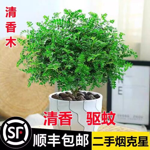 Qingmupepperwoodpotindoor
