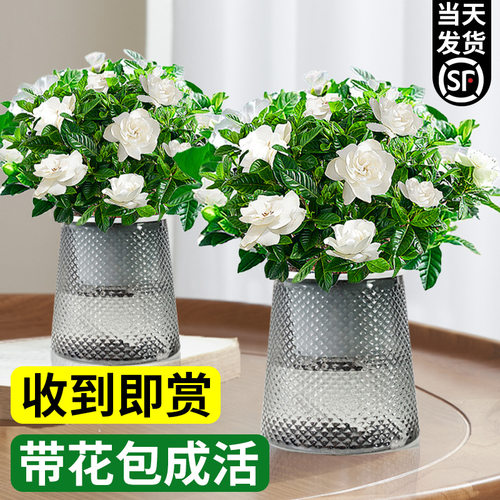 Gardeniaflowerpotwithdens