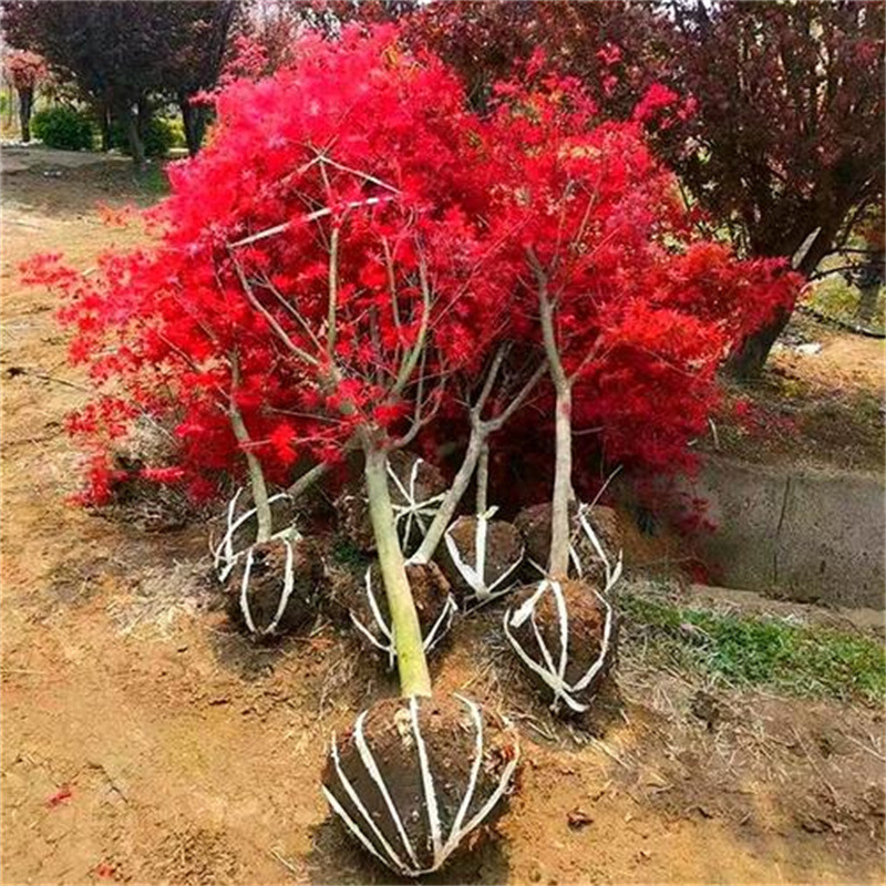 Japanese Red Maple Tree Seedlings, Four Seasons Red Dancing