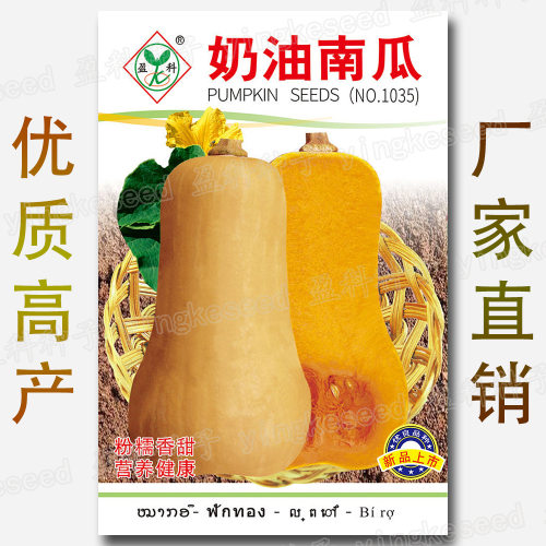 New Cream Pumpkin Powder Glutinous Sweet and Delicious Camp