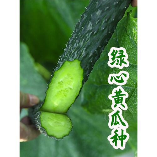Old green heart cucumber seedlings, fruits, autumn vegetabl