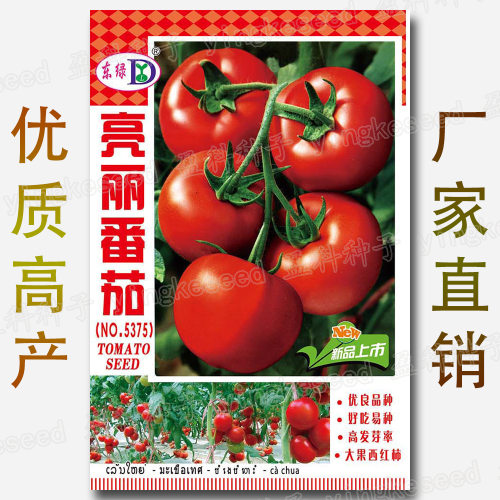 About 100 bright tomatoes, high incidence of early maturing