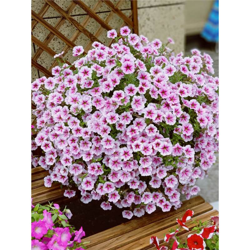 Imported hanging dwarf morning glory seeds, beautiful sound