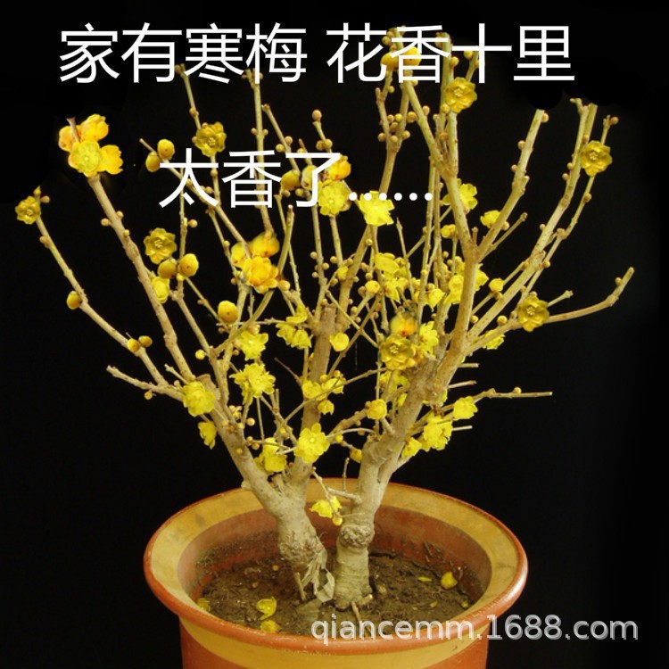New Su Xin Hua sapling yellow wax plum blossom seedling bal - 实物图