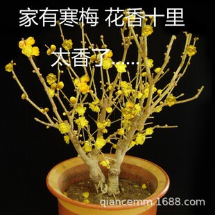 New Su Xin Hua sapling yellow wax plum blossom seedling bal