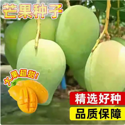 New Karabao Mango Golden Radiant Red Noble Concubine Balcon
