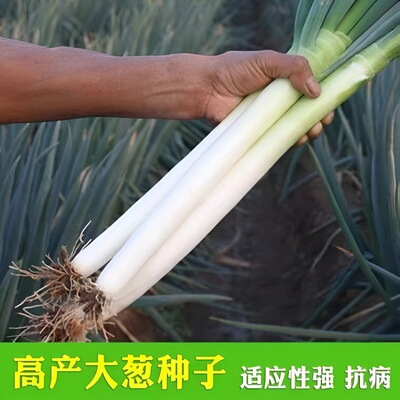 章丘铁杆大葱种子耐寒蔬菜种子山