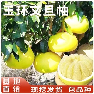 Pomelo saplings, fruit trees, fruit seedlings, red heart ho