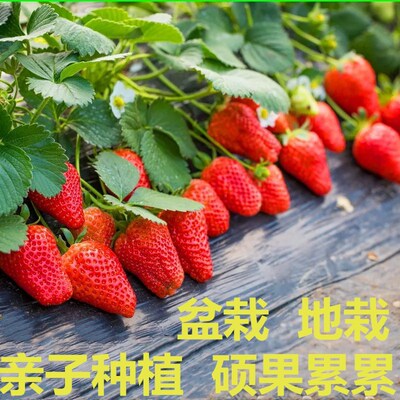 Nursery Four Seasons Strawberry Seedlings Potted Plants wit