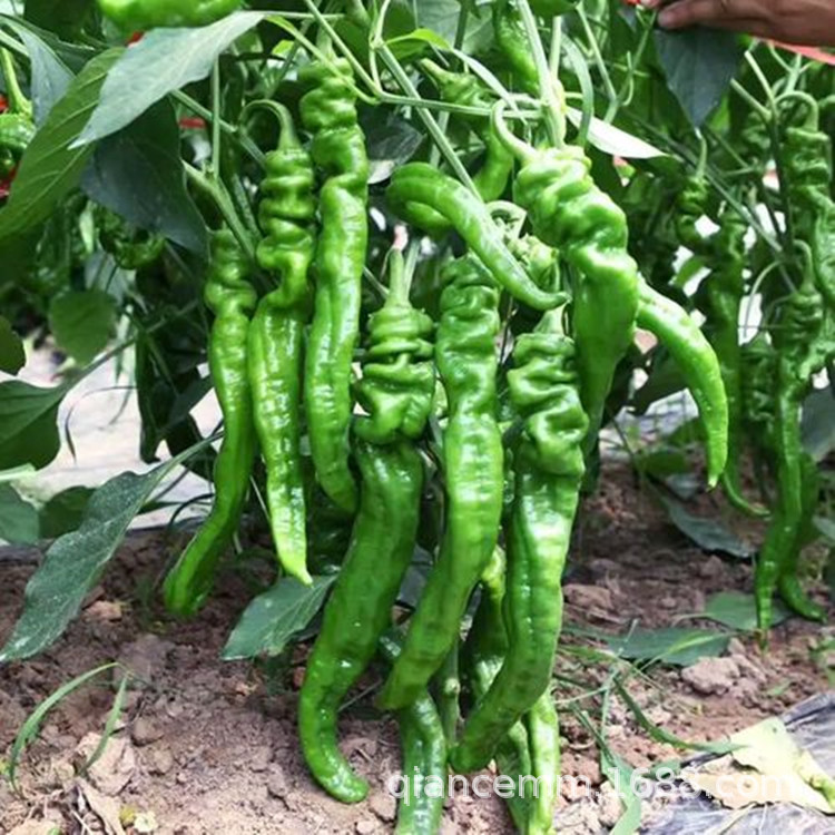 Vegetable seeds, original seasonal sowing, courtyard balcon