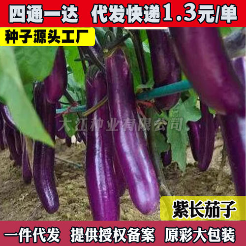 New Purple Jade Long Eggplant Spring Sun Platform Pot Veget