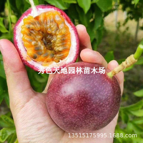 NewBaiguoMiaoZiNo1Southe