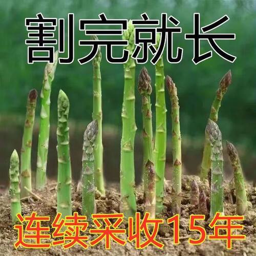 Plant imported green asparagus, heat-resistant and cold res