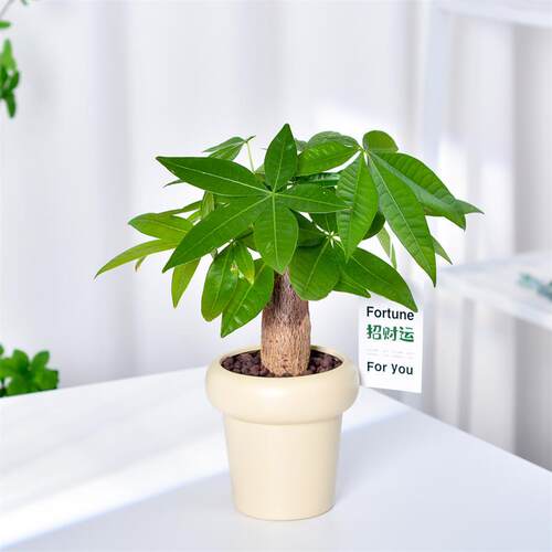 FortuneTreeSmallPotIndoor