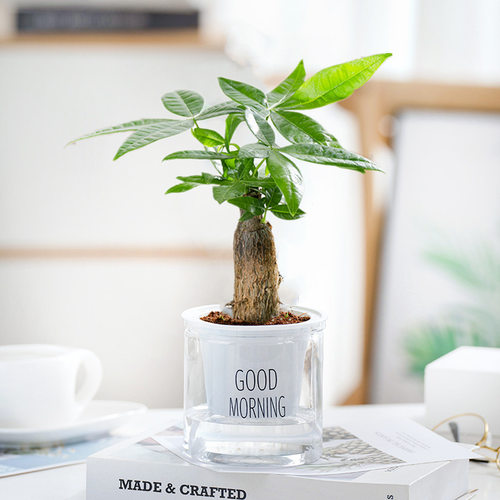 FortuneTreeSmallPotPlants