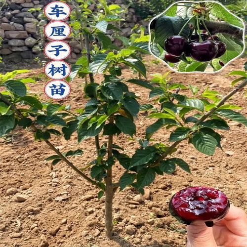 Cherrysaplingstreesandshr