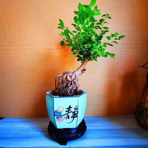Small leaved elm, elm bonsai design, rooted old stump plant