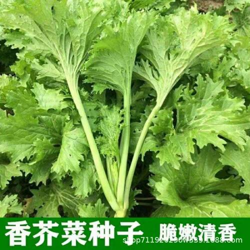 New Kawasaki Cabbage Mustard Spring Pot High Yield Featured