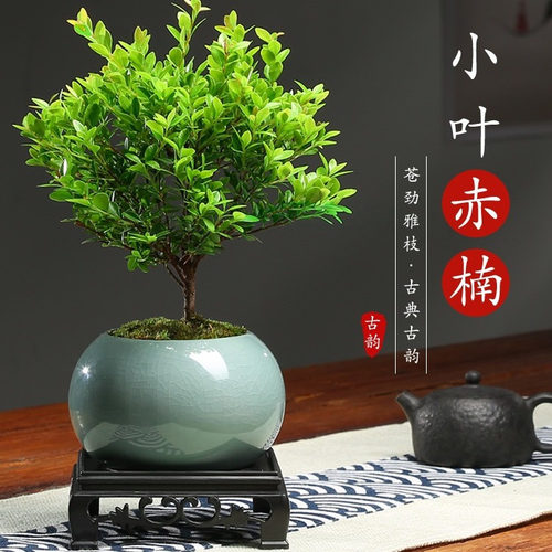 小叶赤楠老桩盆盆景迷你植物室内