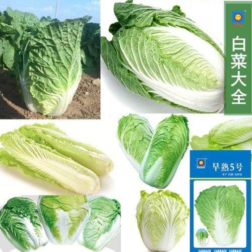 New Spring and Autumn Vegetables Shandong Vegetable Garden
