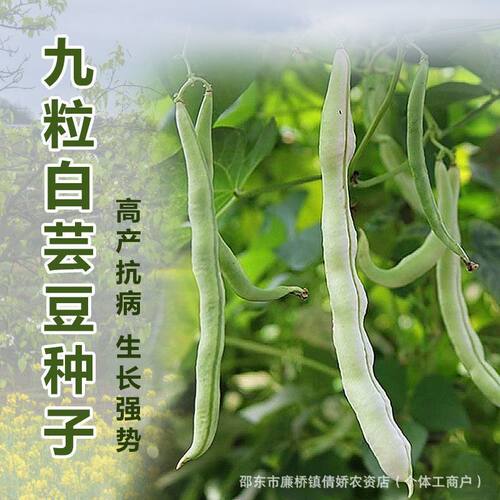 Nine white picked unbeatable kidney beans, original white n