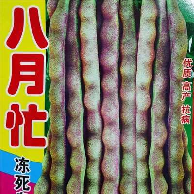 small model toy， August is busy with purple red beans, pur