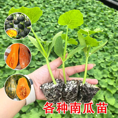 贝贝南瓜苗板栗蔬菜秧苗菜苗芋奶
