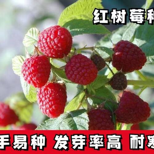 Wild Strawberry Balcony Pot Wild Raspberry Ground Red Raspb