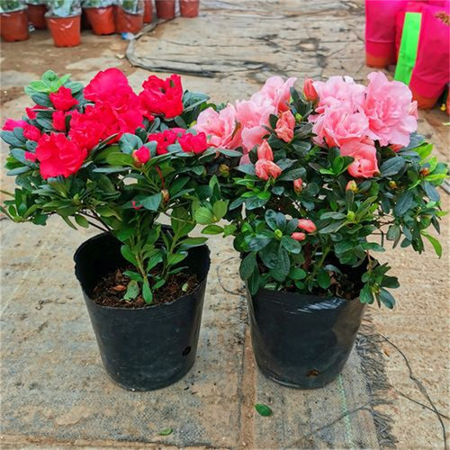 Rhododendronflowerpotwith
