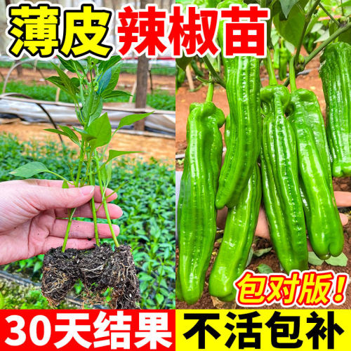 Thin skinned pepper, chili seedling, green pepper, pointed