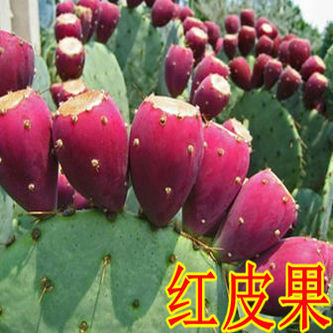 Eating pots, succulents, green plants, fruit trees, seedlin - 实物图