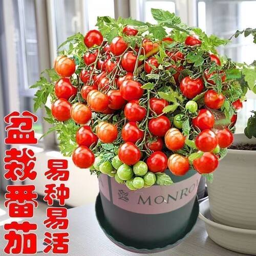 New Short Growing Tomato Seedlings Ultra Short Balcony Pot