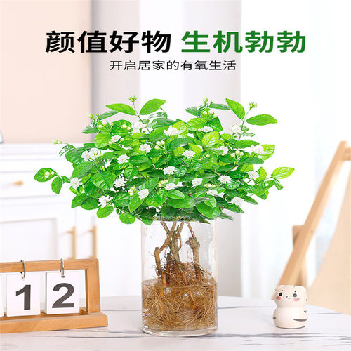 Newjasmineplantpotwithfl
