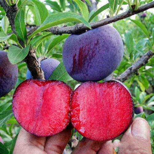 Fruit tree seedlings, roses, plums, plums, red hearts, bee