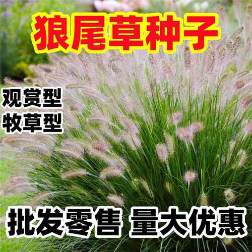 Grass Purple Spike Wolf Sage Pot Park Greening Road River E
