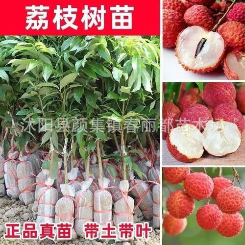 Withleavesseedlesslychees