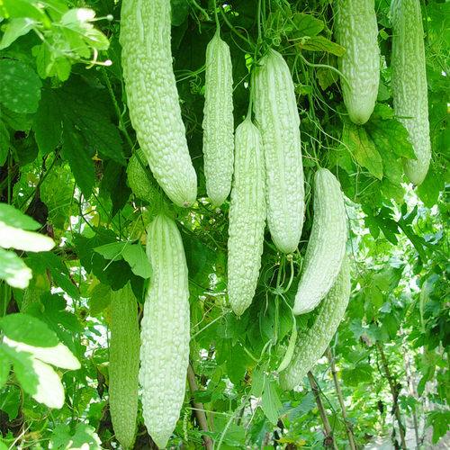 Special white bitter melon, white vegetable garden, spring
