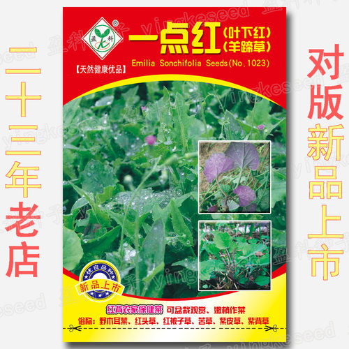 Red Back Health Vegetables Under Red Leaves, Wild Ear Veget