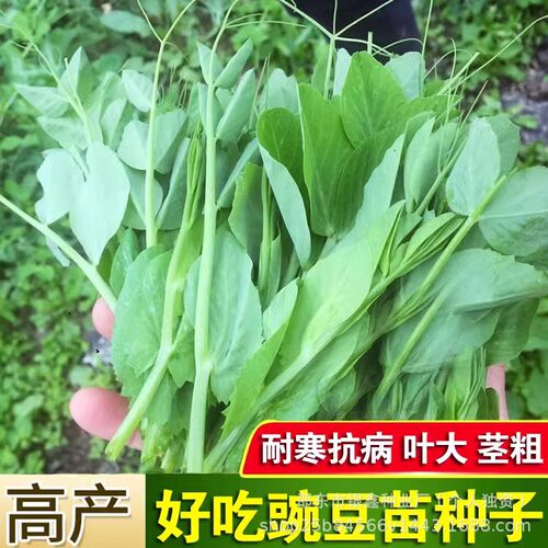 Miao Pea Dragon Beard Vegetable Miao Original Home Gardenin
