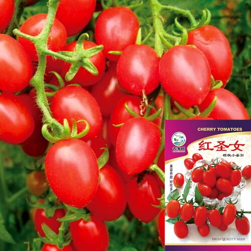 New style cherry tomato cherry tomato fruit bowl vegetable