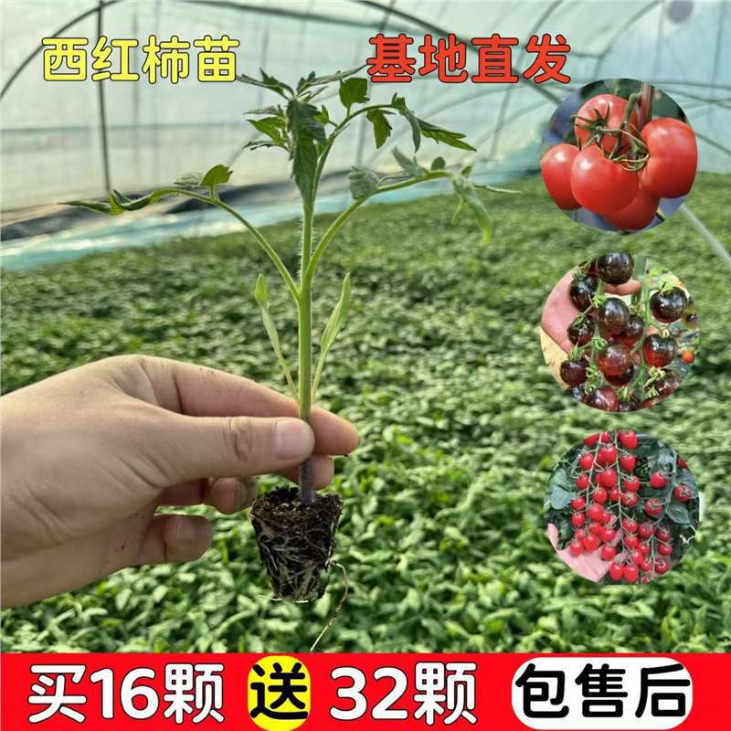 Tomato seedlings, seeds, large tomatoes, seeds, vegetable s