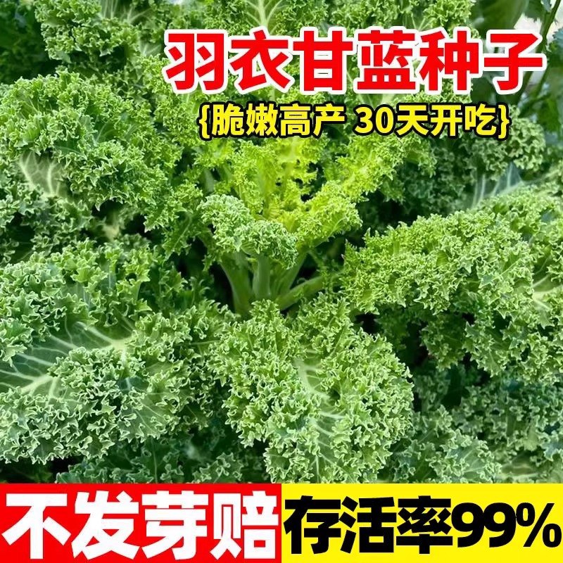 Featured Kale Seeds, Vegetable Seeds, Balcony Potted Plants